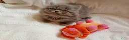 Persa gatos en venta: Gatitos persa Himalayos  - Anuncio 5
