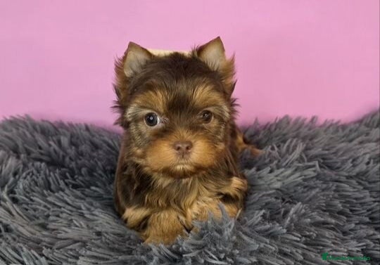 Yorkshire Terrier perros Cachorros Yorkshire Chocolate  - Anuncio 1