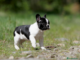 Bulldog Francés perros - Anuncio 13