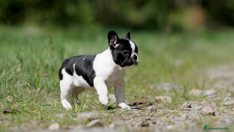 Bulldog Francés perros - Anuncio 11