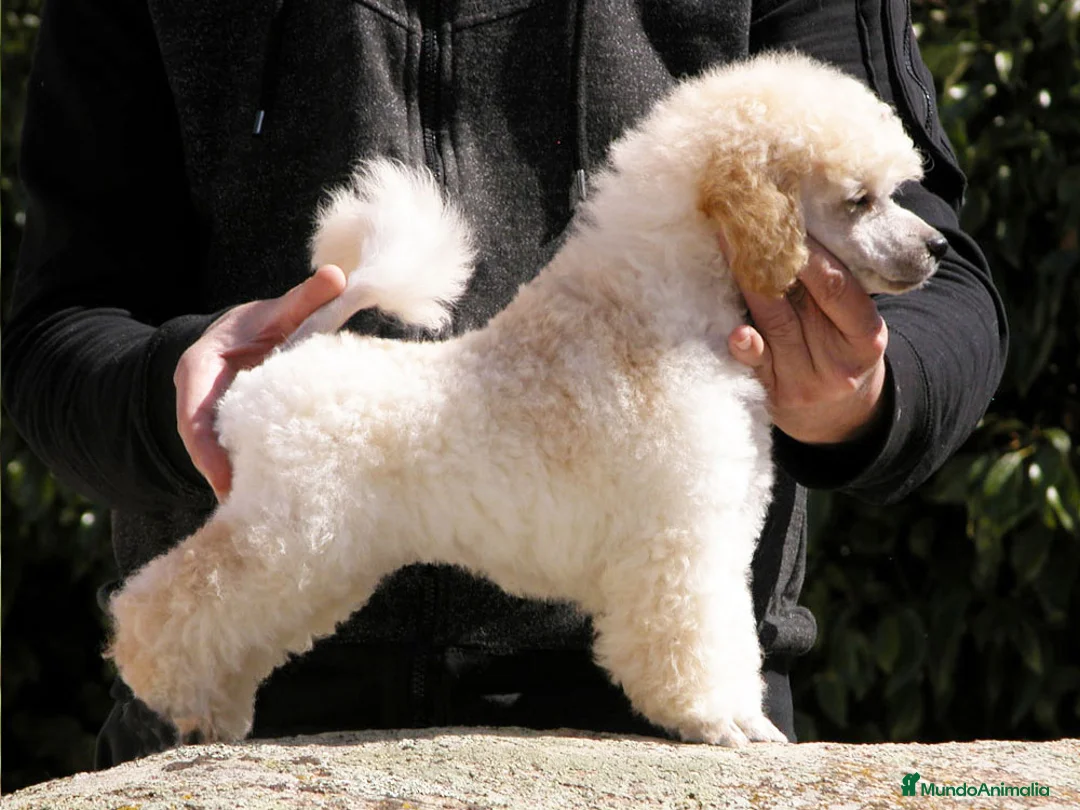 Imagen de galería {{count}}