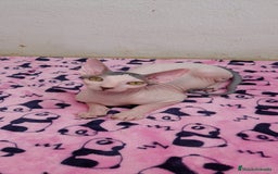 Sphynx gatos en venta: Preciosa hembrita ojos claros  - Imagen 13