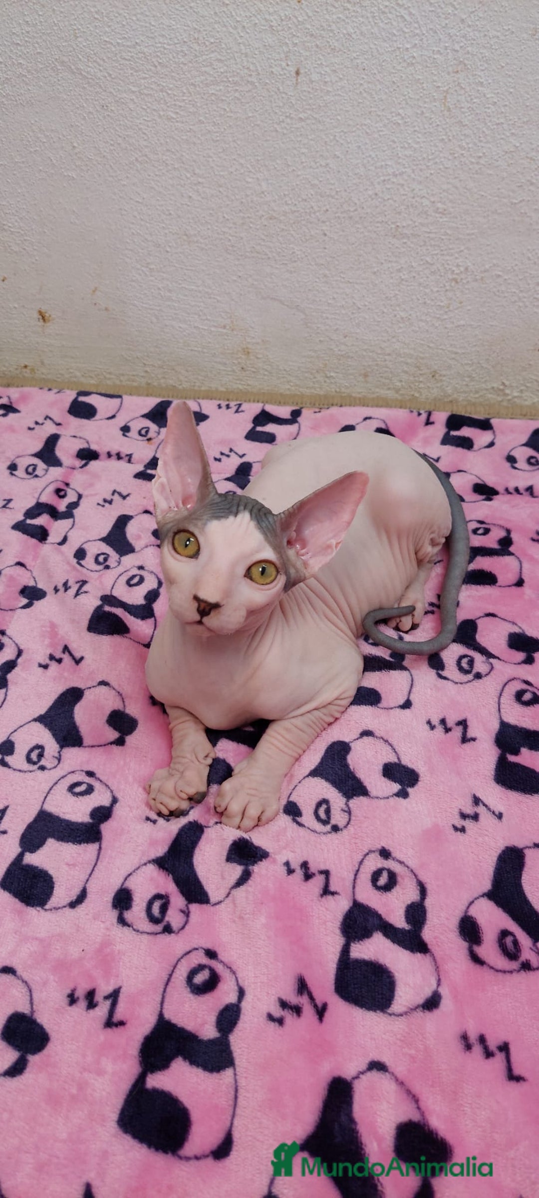 Sphynx gatos en venta: Preciosa hembrita ojos claros  - Imagen 13