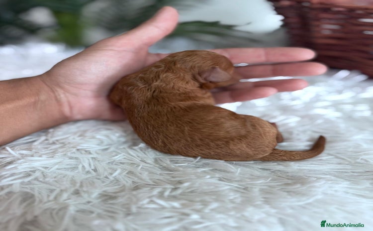 Caniche Toy perros - Anuncio 1