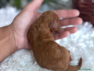 Caniche Toy perros - Anuncio 1