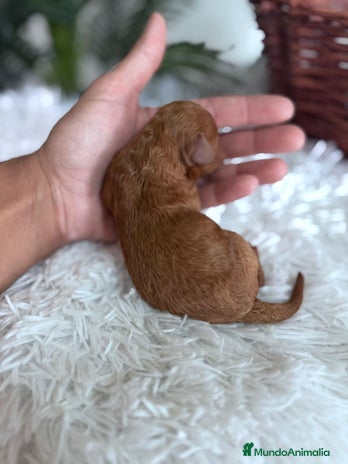 Caniche Toy perros - Anuncio 1