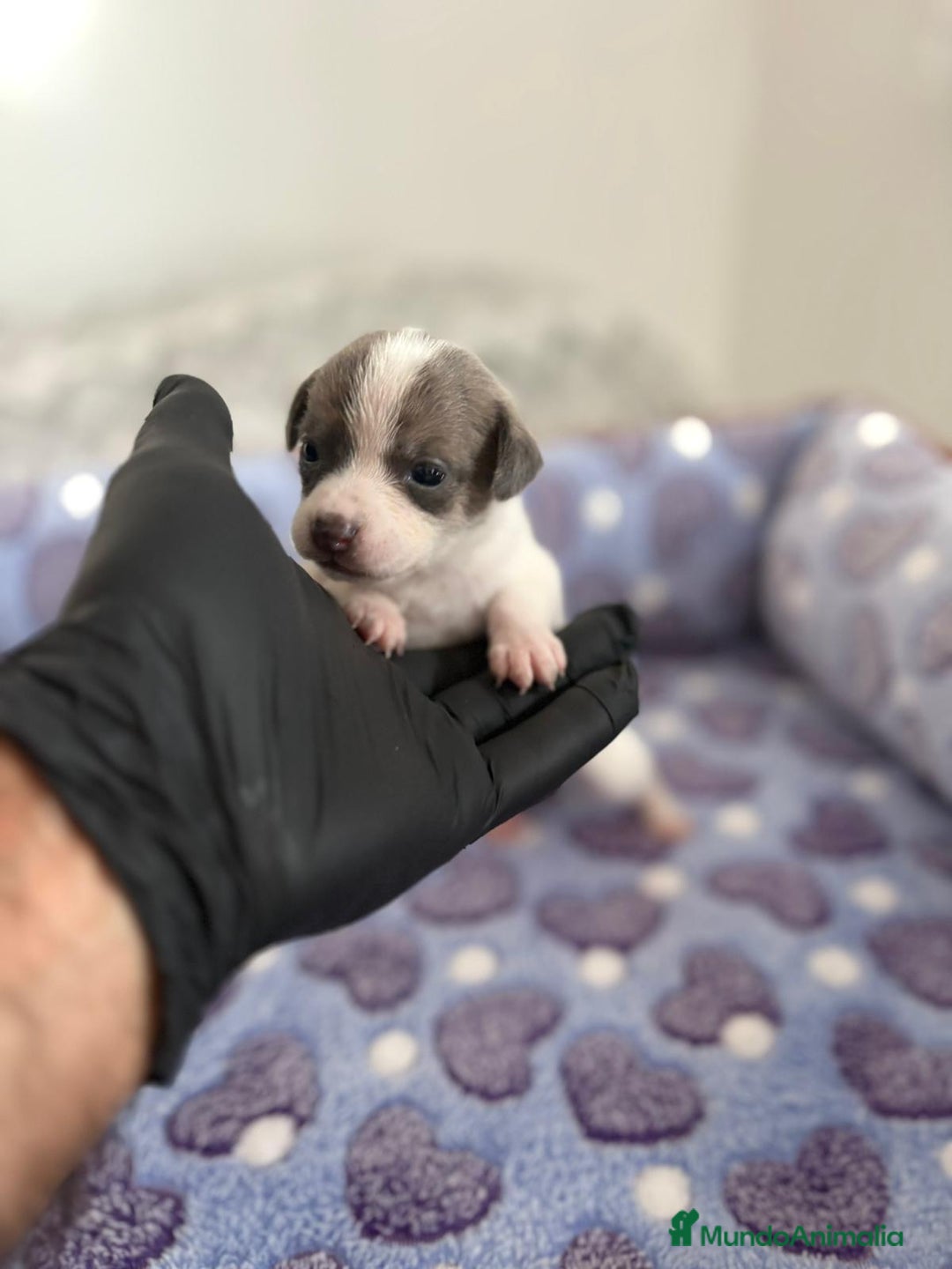 Raza Mixta perros en venta: CHIWHIP - Imagen 5