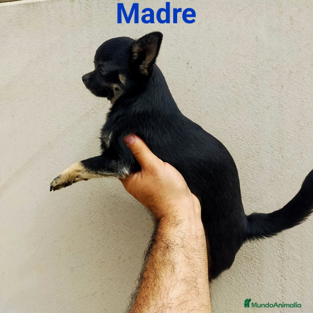 Chihuahua perros en venta: Chihuahua toy - Anuncio 4