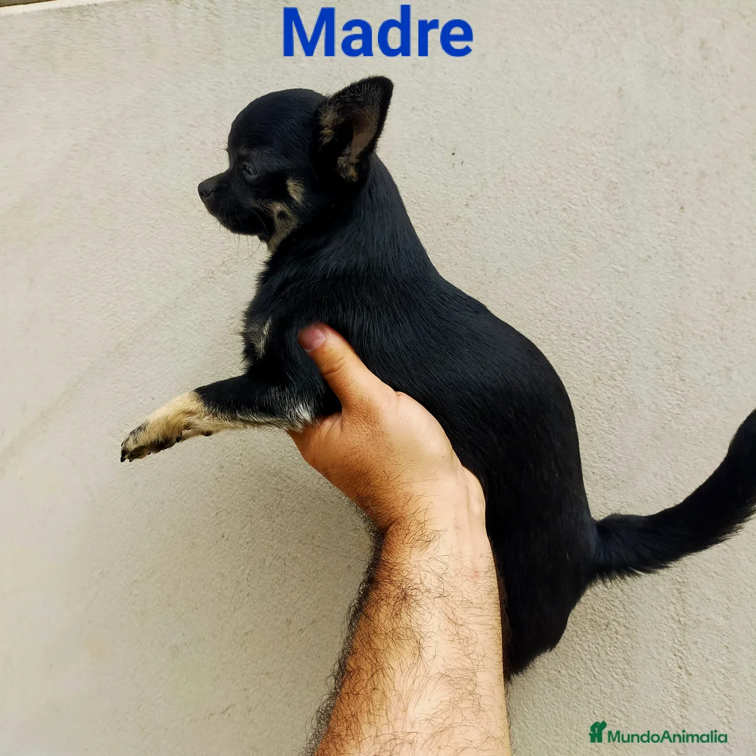 Chihuahua perros en venta: Chihuahua toy - Anuncio 4