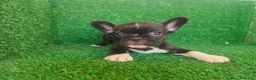 Bulldog Francés perros en venta: Bulldog francés  - Anuncio 8