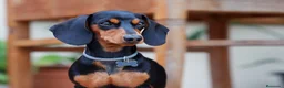 Teckel Miniatura perros en venta: Teckel Kaninchen pequeños Madrid - Anuncio 3