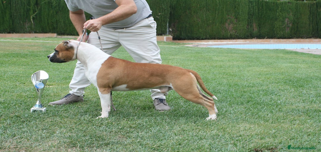 Imagen de galería {{count}}