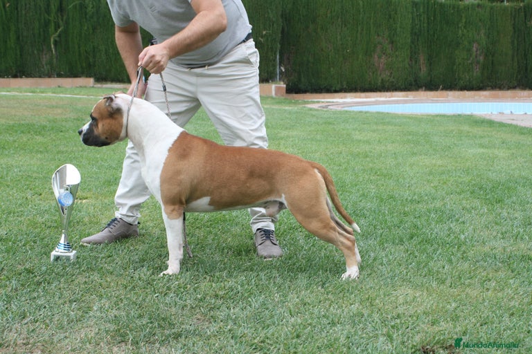 Imagen de galería {{count}}