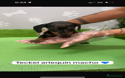 Teckel Miniatura perros en venta: Teckel kanintchen macho arlequin - Imagen 2