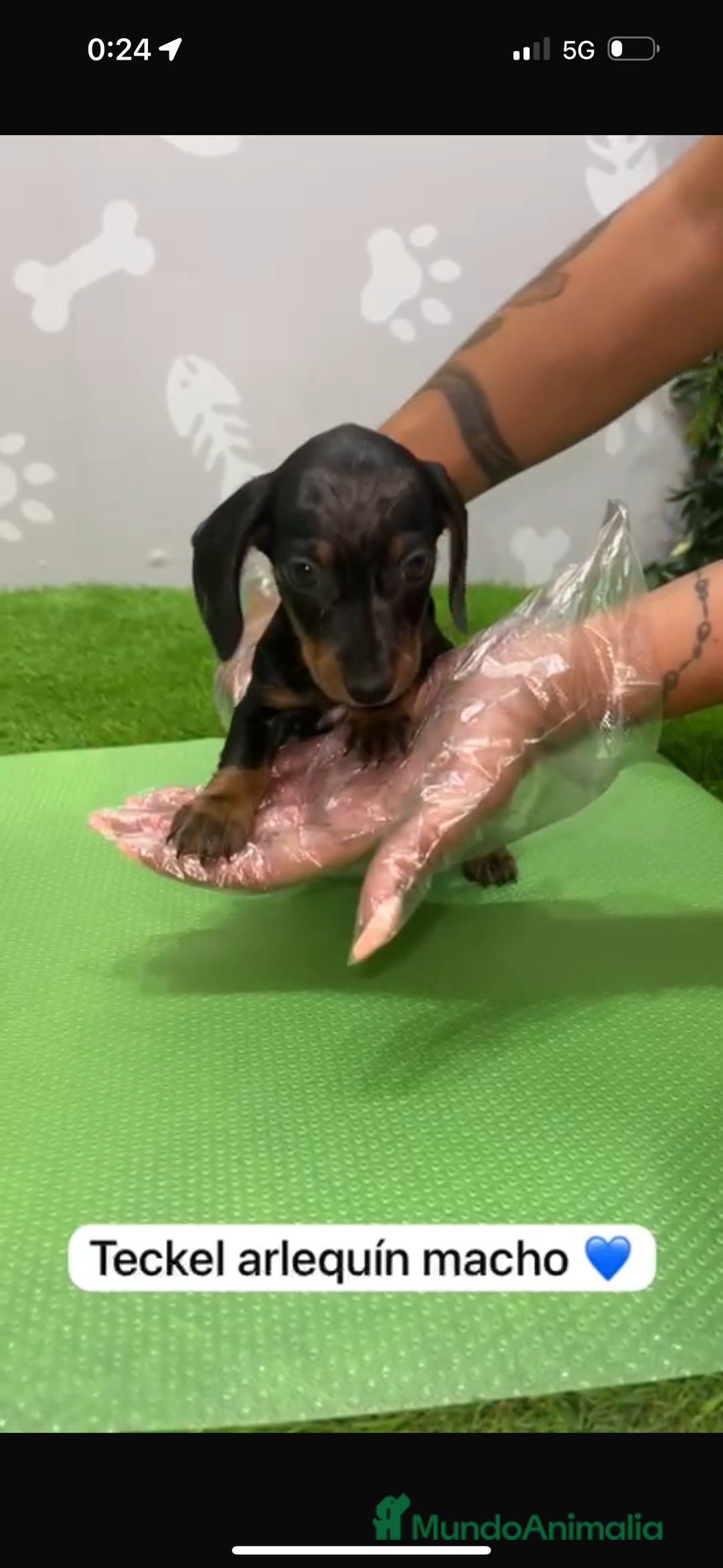 Teckel Miniatura perros en venta: Teckel kanintchen macho arlequin - Imagen 2