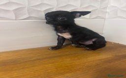 Chihuahua perros en venta: Chihuahuas - Imagen 2