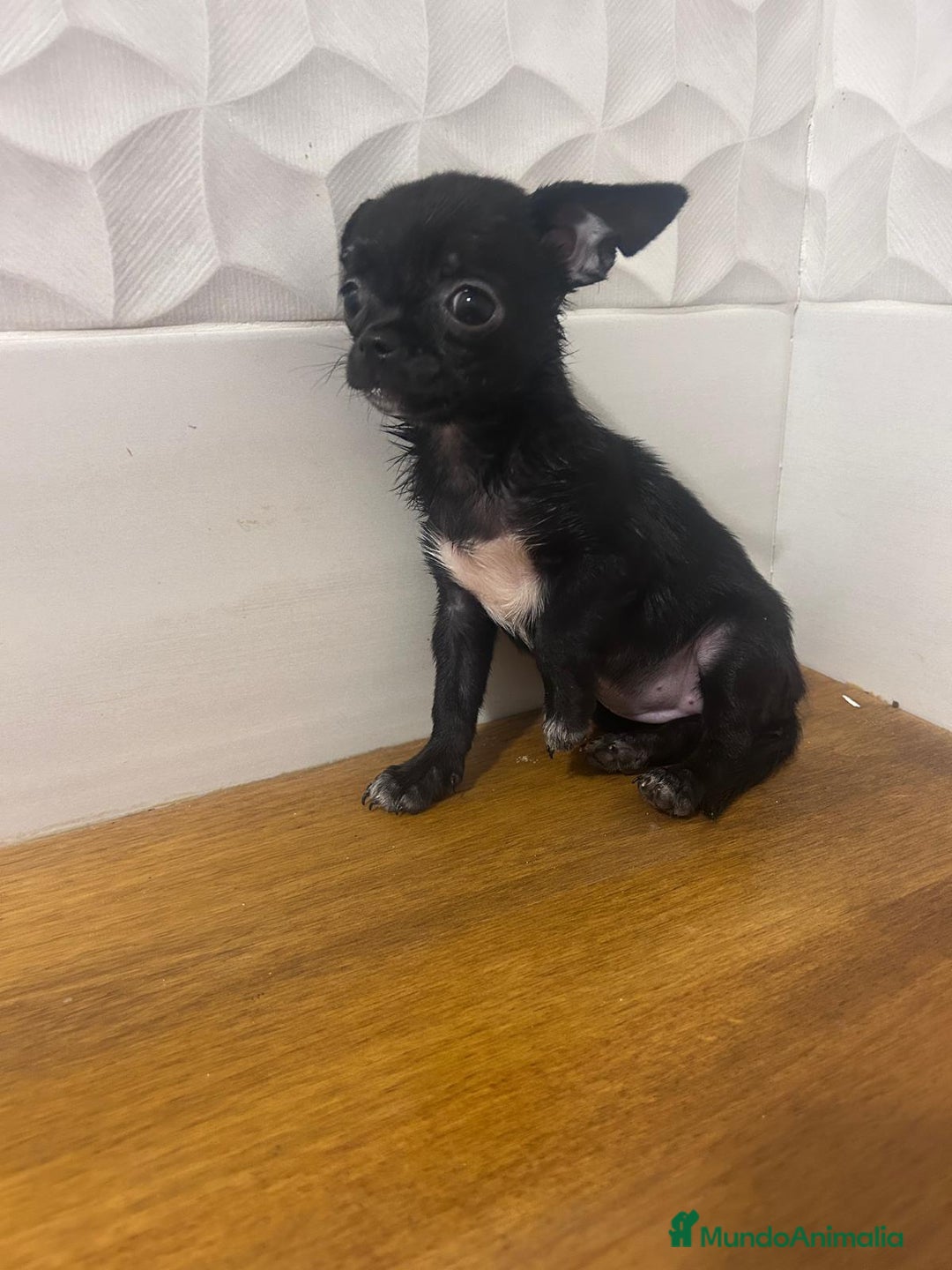 Chihuahua perros en venta: Chihuahuas - Imagen 2