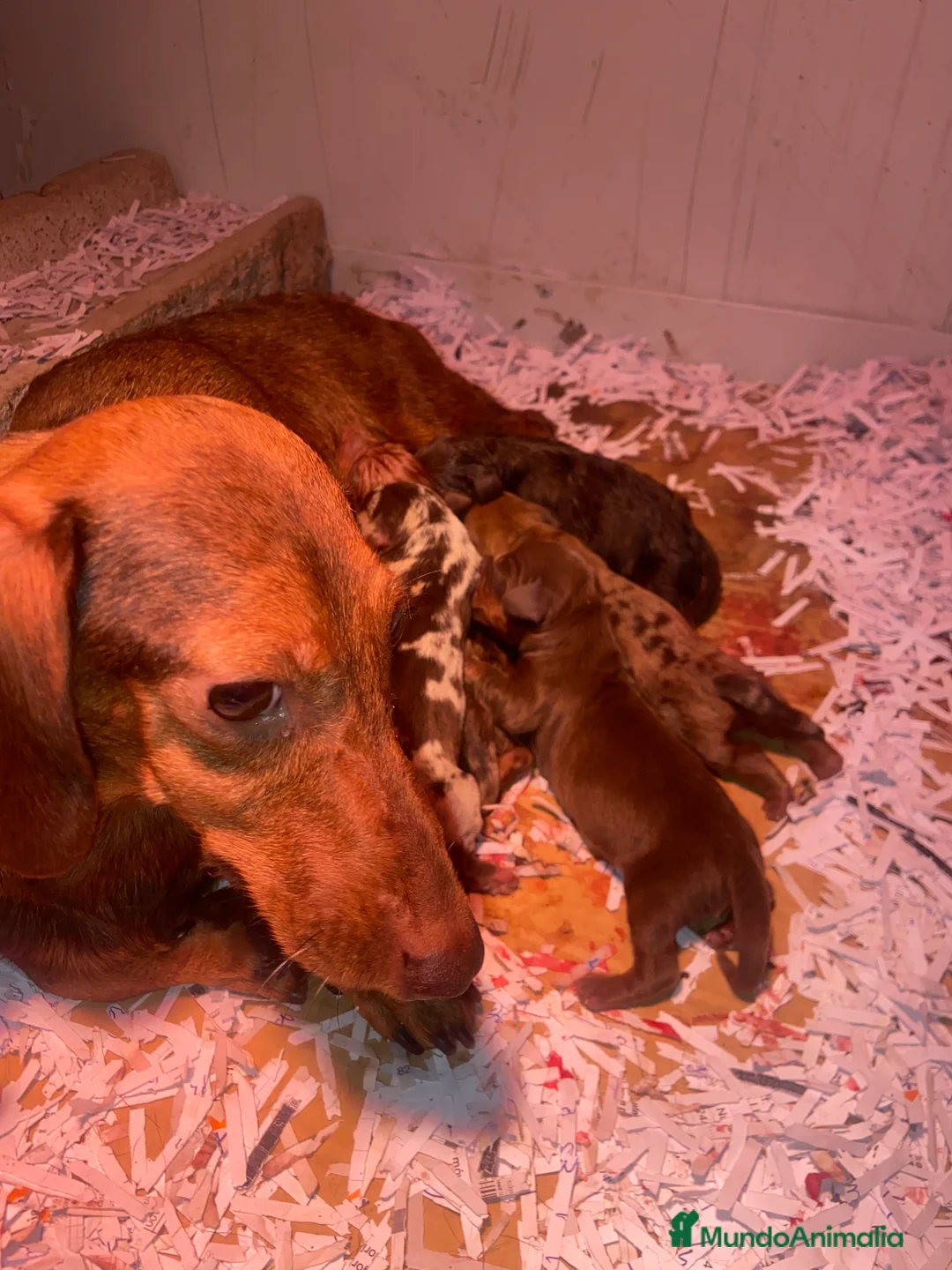 Teckel Miniatura perros en venta: Teckel chocolate y Arlequin chocolate - Anuncio 2