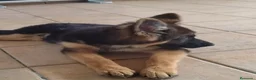 Pastor Alemán perros en venta: Último Cach0rro de Pastor Alemán  - Anuncio 3