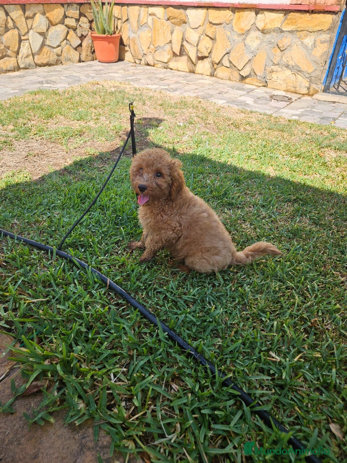Caniche Mediano perros cachorro caniches rojo y apricot - Anuncio 2