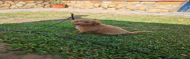 Caniche Mediano 2