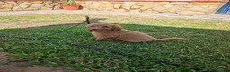 Caniche Mediano perros en venta: cachorro caniches rojo y apricot - Anuncio 2