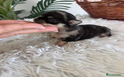 Chihuahua perros en venta: CHIHUAHUA HEMBRA MERLE - Imagen 5