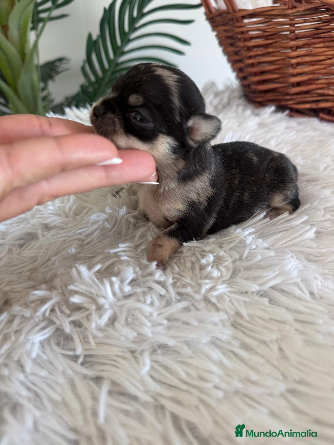 Chihuahua perros en venta: CHIHUAHUA HEMBRA MERLE - Imagen 5