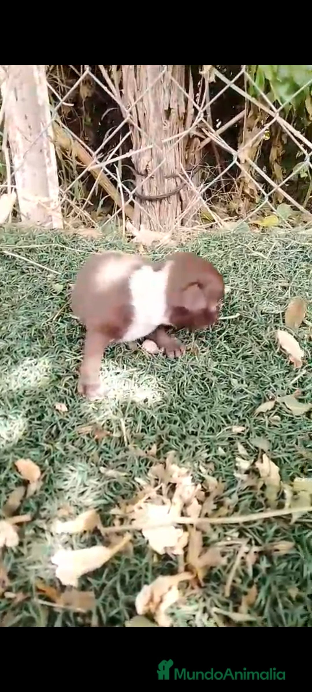 Chihuahua perros en venta: Hembra de chihuahua toys  - Imagen 8