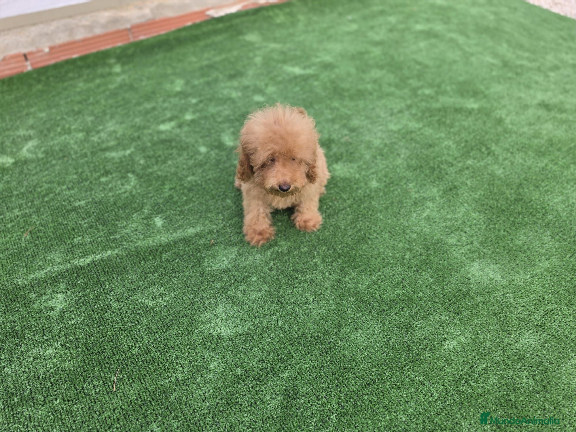 Caniche Toy perros Caniche macho - Anuncio 1