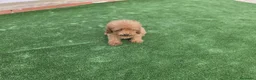 Caniche Toy perros en venta: Caniche macho - Anuncio 1