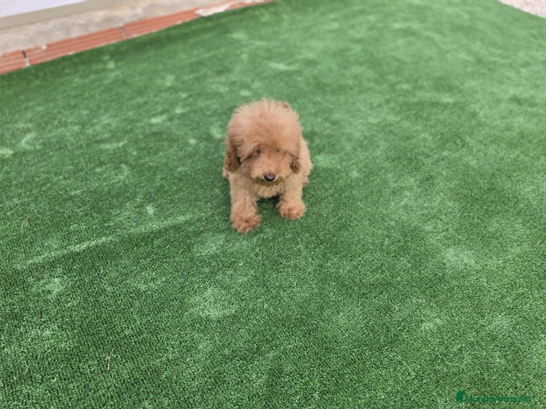 Caniche Toy perros en venta: Caniche macho - Anuncio 1