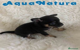 Chihuahua perros en venta: Chihuahua Hembra de Merla y Choc - Imagen 6