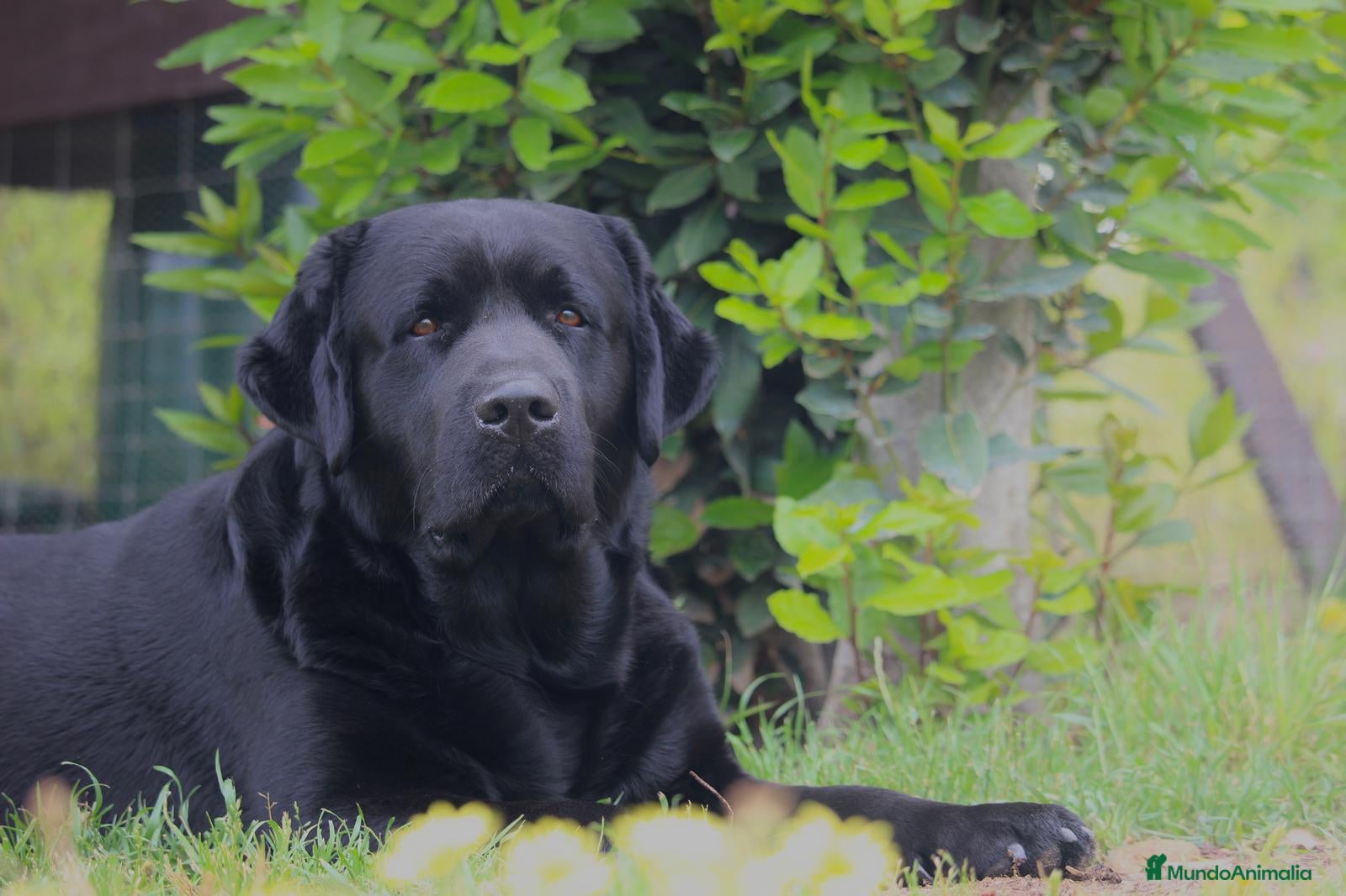 Labrador Retriever perros en venta: Último Labrador Negro macho !! - Anuncio 2