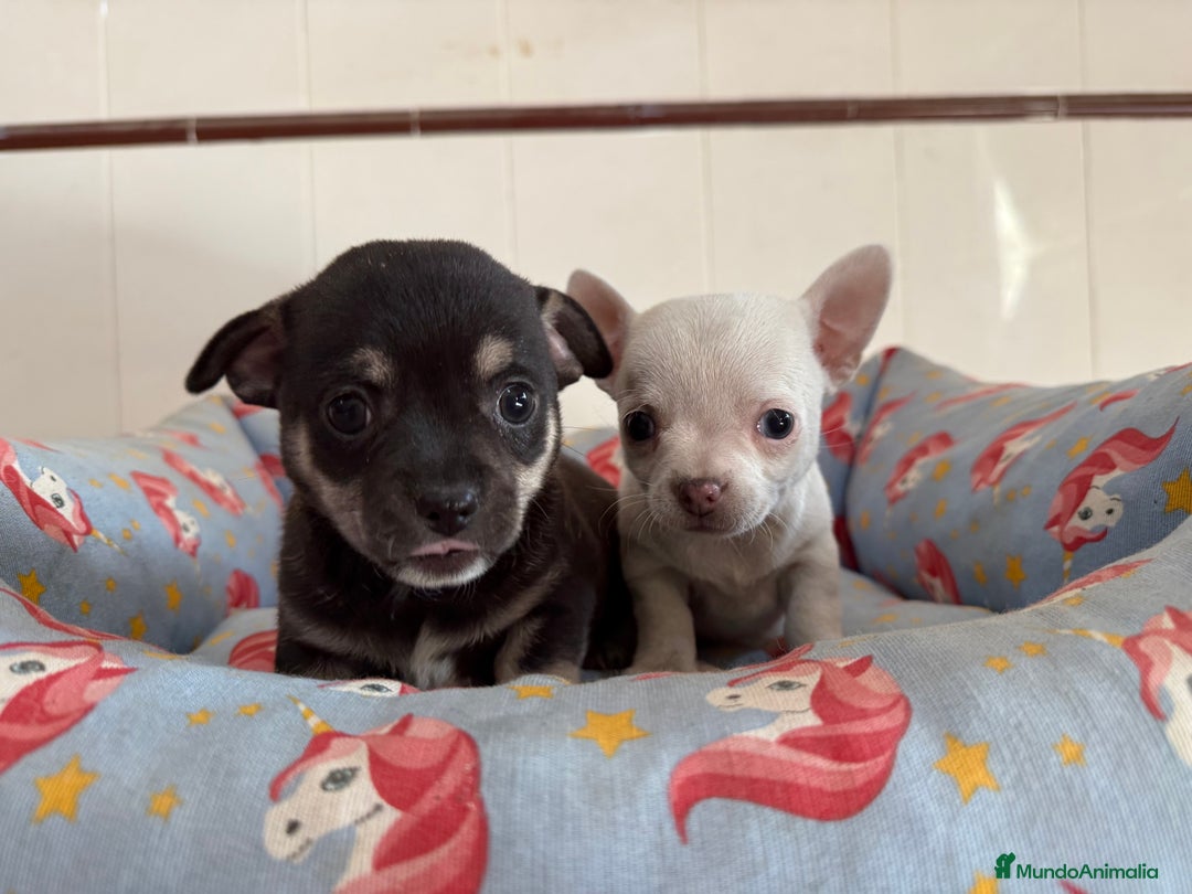 Chihuahua perros en venta: Cachorros machos chihuahuas - Anuncio 5
