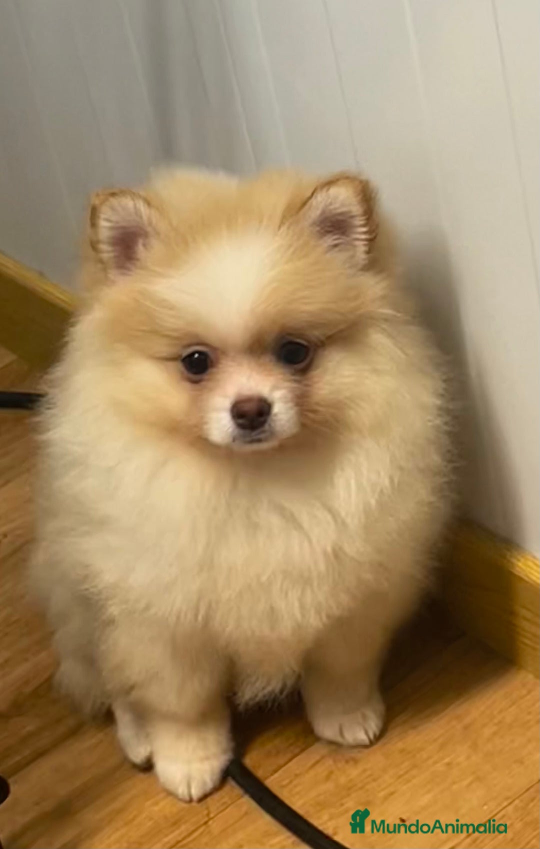 Pomerania perros en venta: Pomerania - Anuncio 2