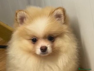 Pomerania perros Pomerania - Anuncio 19