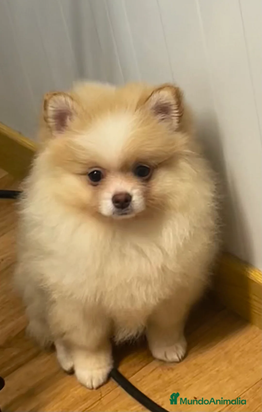 Pomerania perros en venta: Pomerania - Anuncio 2