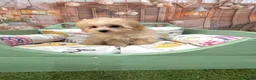Maltipoo perros en venta: Maltipoo muy chiquitín !!!! - Anuncio 6