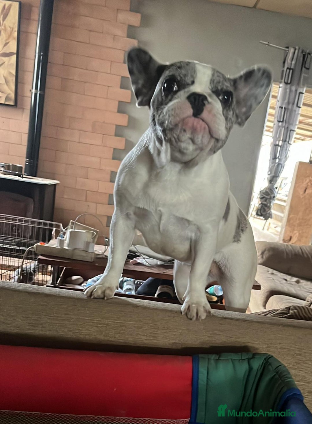 Bulldog Francés perros en venta: Último gordito de la camada  - Anuncio 2