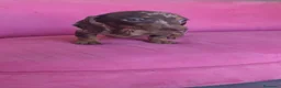 Teckel Miniatura perros en venta: Teckel Kanichen hembra Arlequín chocolate 🍫 - Anuncio 3