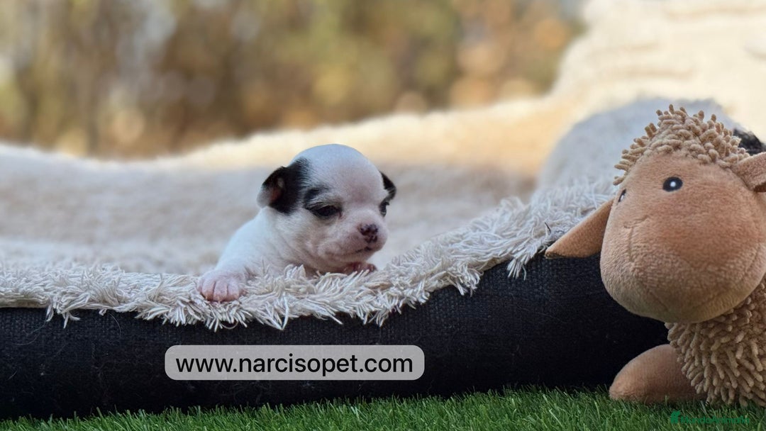 Chihuahua perros en venta: CAMADA DE CHIHUAHUA - Imagen 4