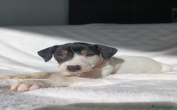 Ratonero Bodeguero Andaluz perros en venta: BODEGUEROS  - Anuncio 3