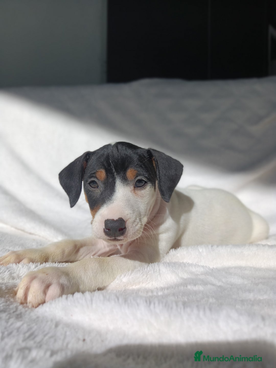 Ratonero Bodeguero Andaluz perros en venta: BODEGUEROS  - Anuncio 3