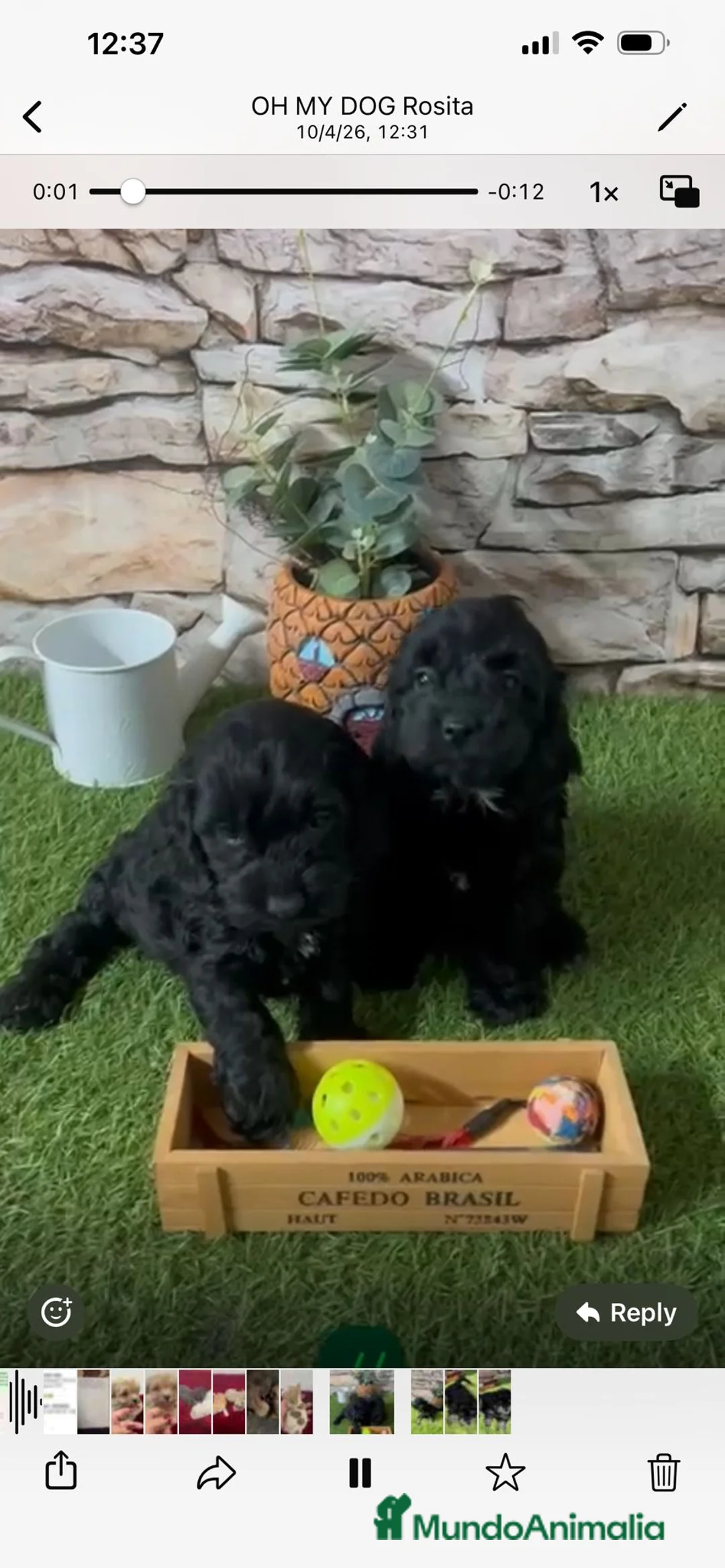 Cockapoo perros en venta: COCKAPOO CACHORRITOS - Anuncio 2
