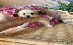 Maltipoo perros en venta: Maltipoo hembra Toy disponible  - Imagen 3