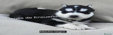 Husky Siberiano Cachorro 2