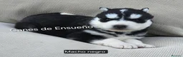 Husky Siberiano perros en venta: Husky siberiano - Anuncio 3