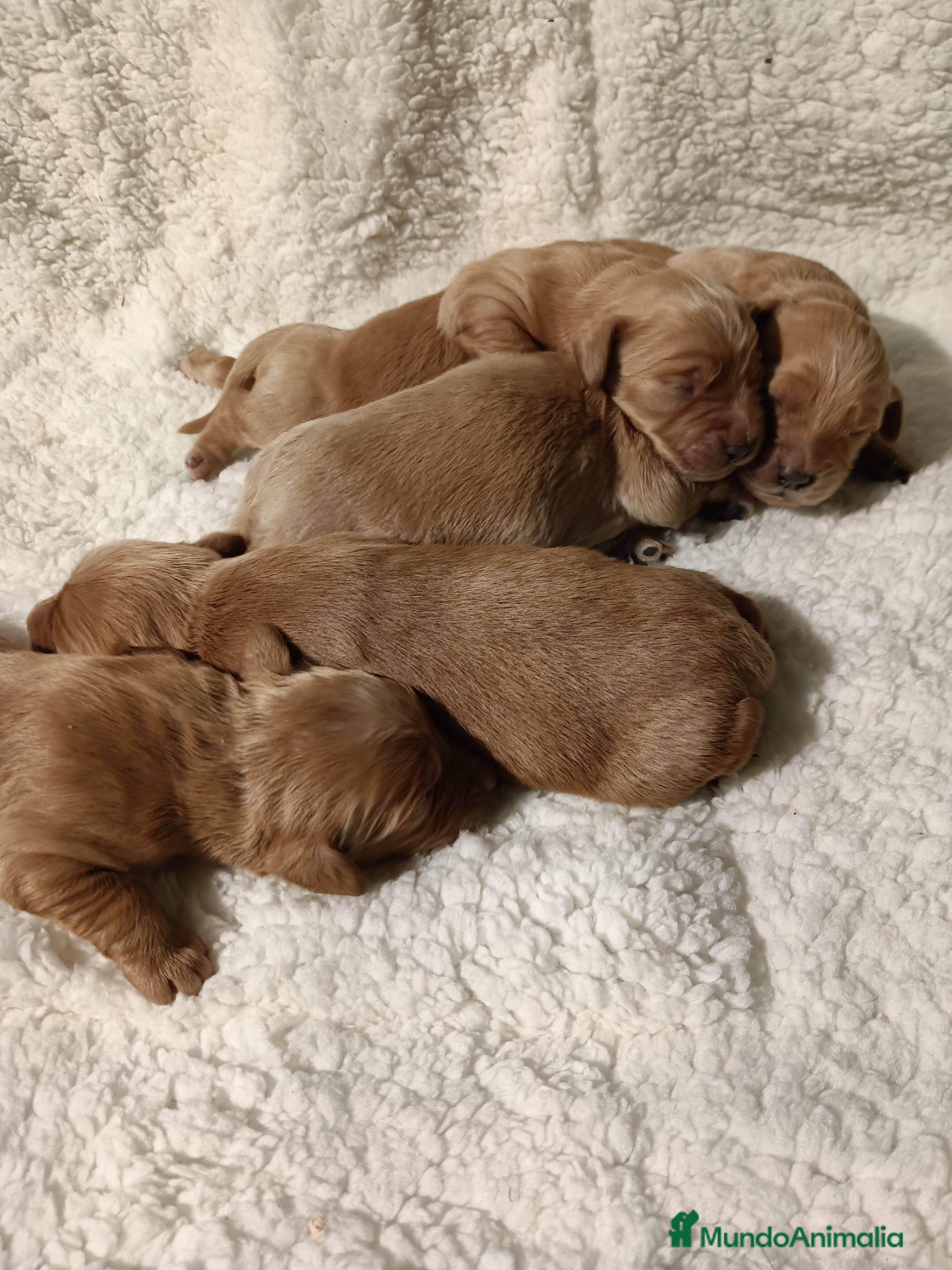 Goldendoodle perros Goldendoodle medianos  - Anuncio 4