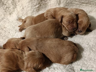 Goldendoodle perros Goldendoodle medianos - Anuncio 1